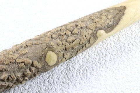 �R���̔炪���߂ɂ���܂�